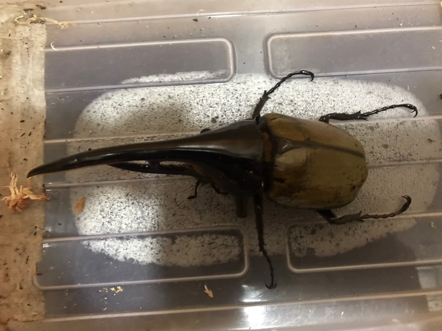 «ö¦¹¦b·sµøµ¡ÂsÄý¹Ï¤ù