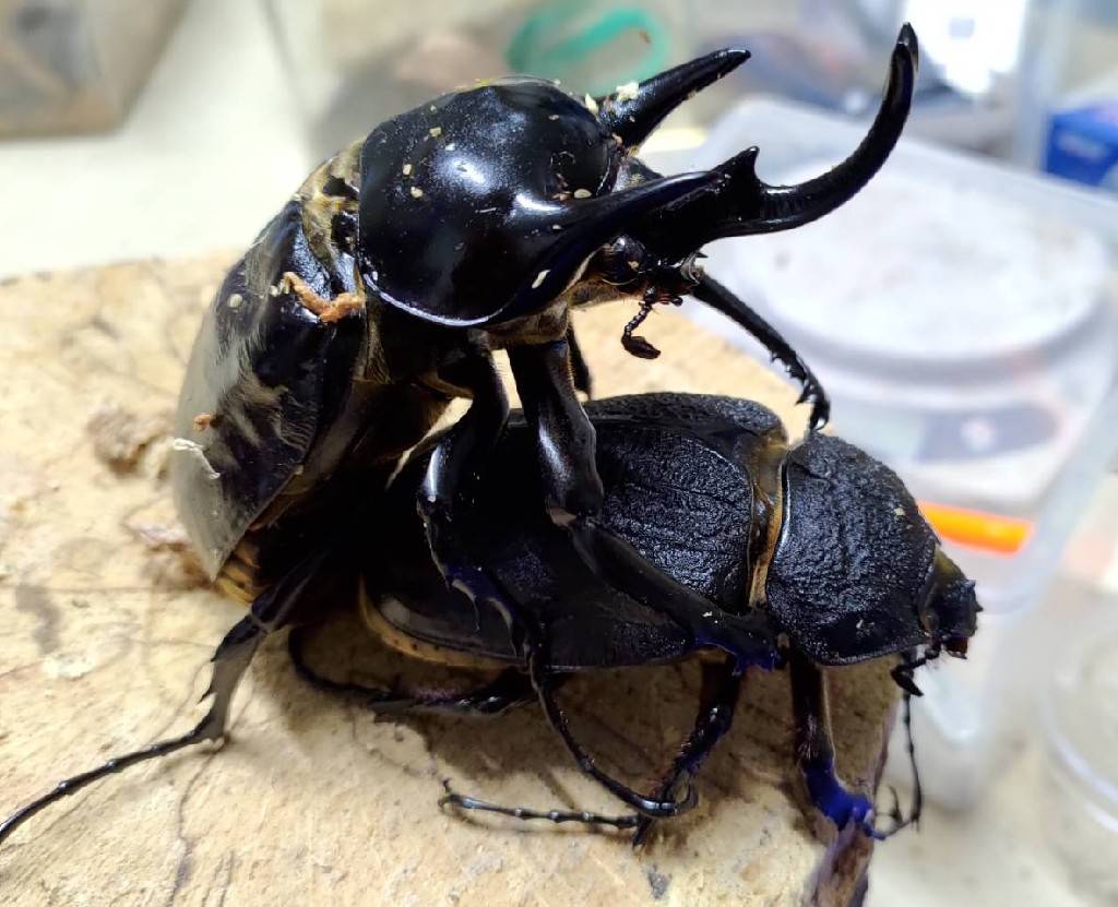 «ö¦¹¦b·sµøµ¡ÂsÄý¹Ï¤ù