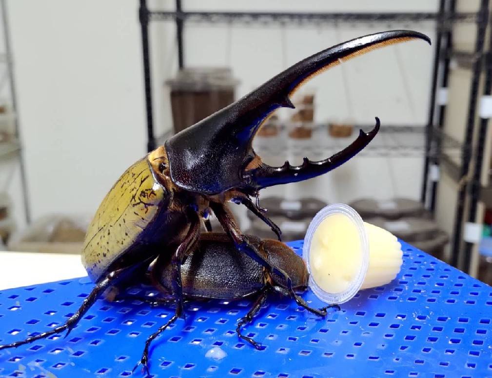 «ö¦¹¦b·sµøµ¡ÂsÄý¹Ï¤ù