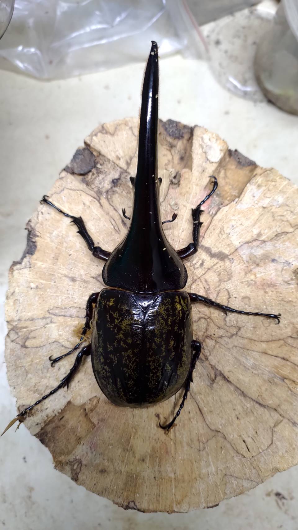 «ö¦¹¦b·sµøµ¡ÂsÄý¹Ï¤ù