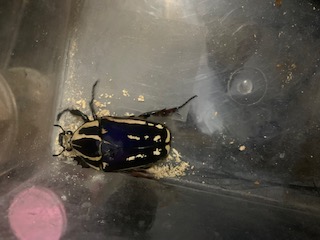 «ö¦¹¦b·sµøµ¡ÂsÄý¹Ï¤ù