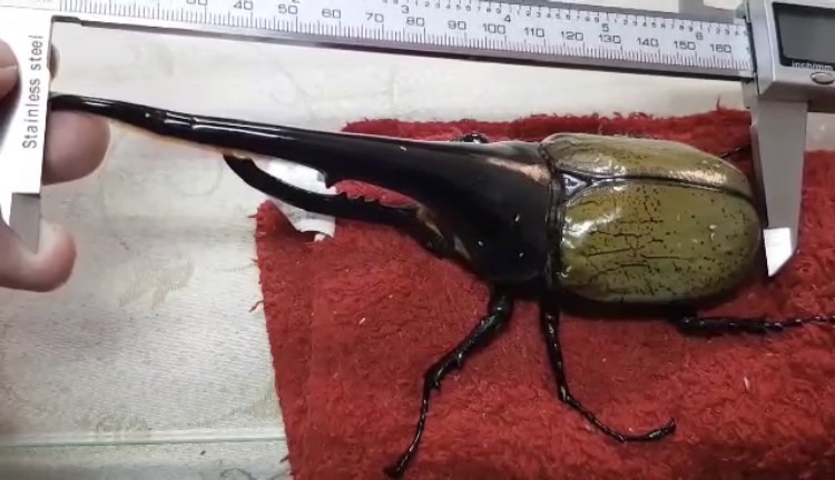 «ö¦¹¦b·sµøµ¡ÂsÄý¹Ï¤ù