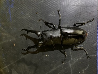 «ö¦¹¦b·sµøµ¡ÂsÄý¹Ï¤ù