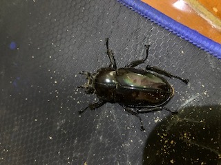 «ö¦¹¦b·sµøµ¡ÂsÄý¹Ï¤ù