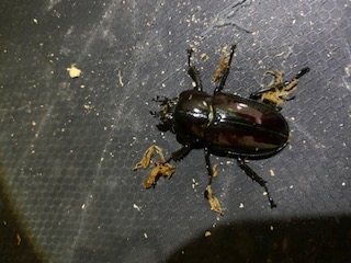 «ö¦¹¦b·sµøµ¡ÂsÄý¹Ï¤ù