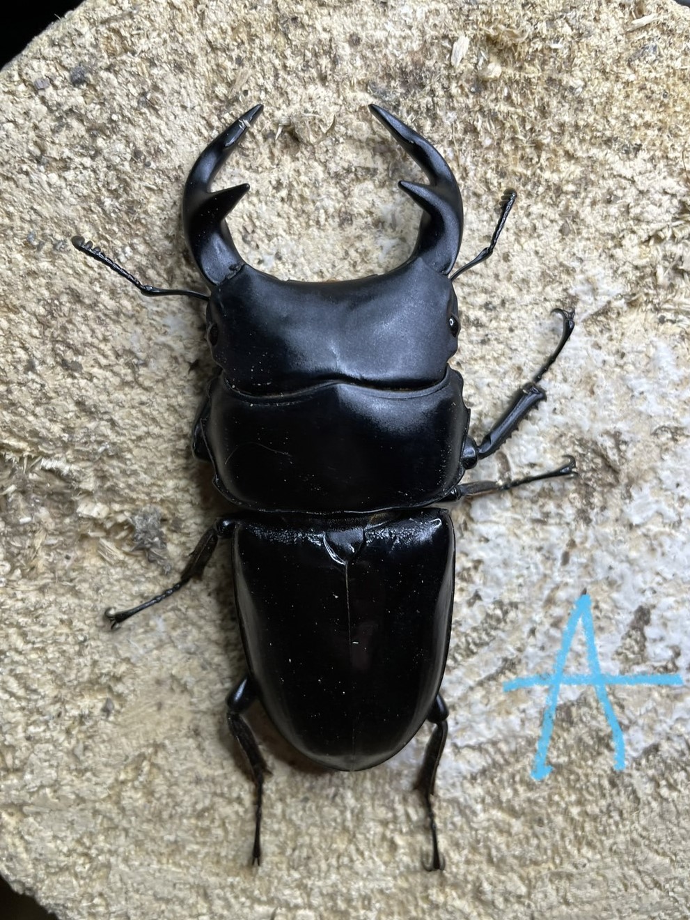 «ö¦¹¦b·sµøµ¡ÂsÄý¹Ï¤ù