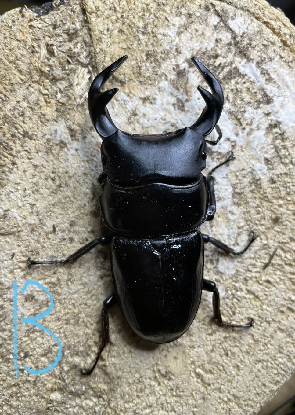 «ö¦¹¦b·sµøµ¡ÂsÄý¹Ï¤ù