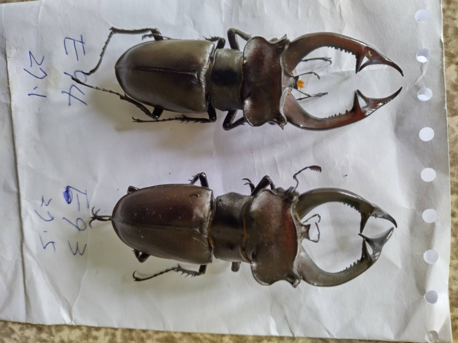 «ö¦¹¦b·sµøµ¡ÂsÄý¹Ï¤ù