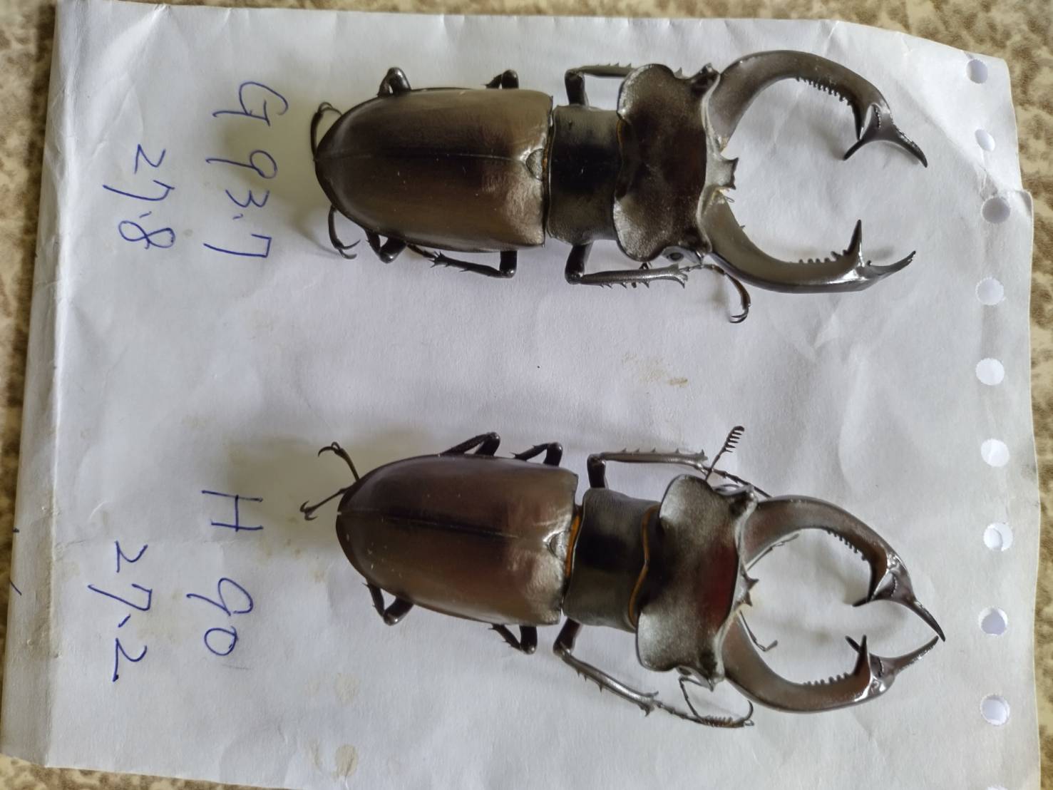 «ö¦¹¦b·sµøµ¡ÂsÄý¹Ï¤ù