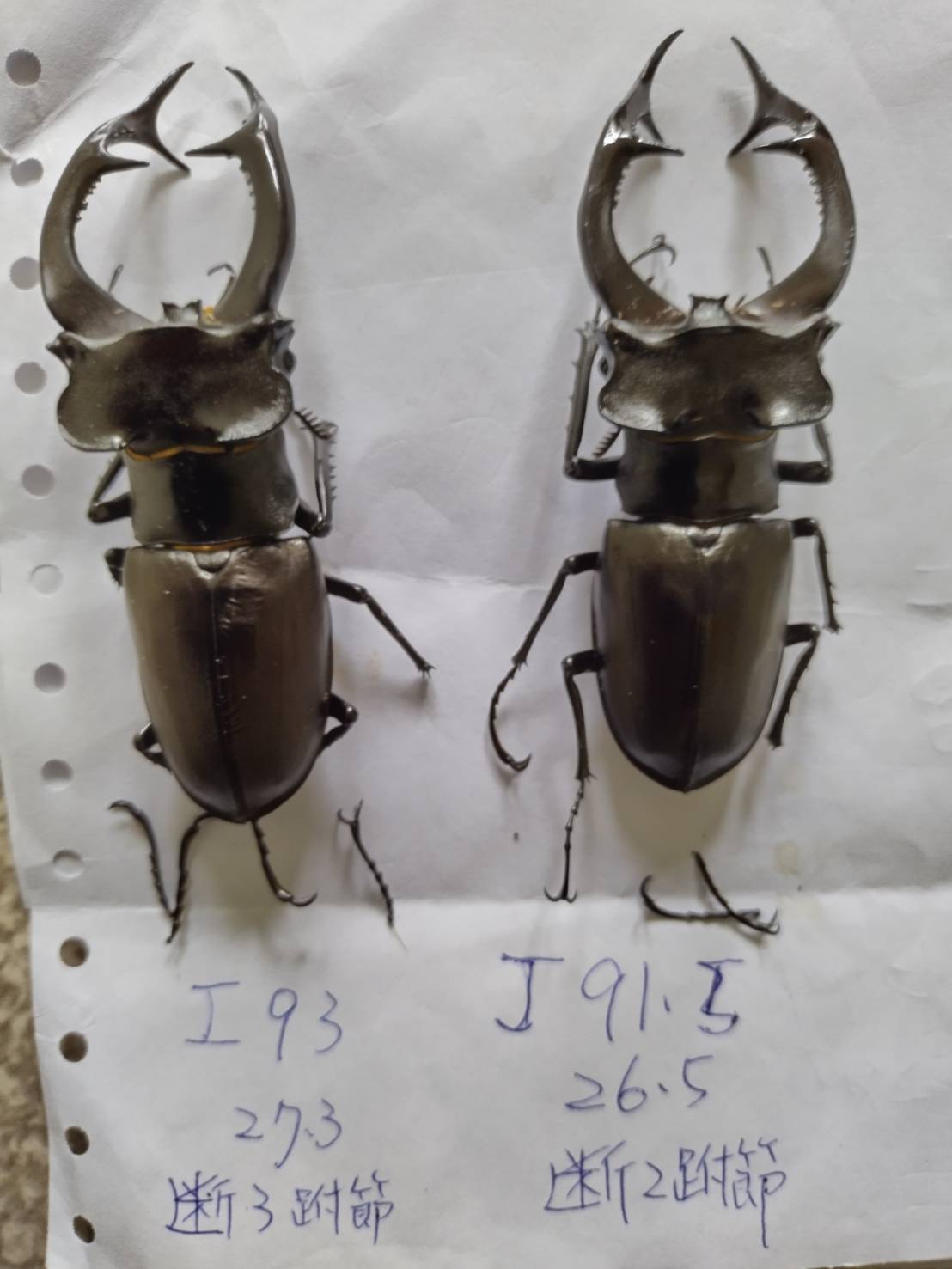 «ö¦¹¦b·sµøµ¡ÂsÄý¹Ï¤ù