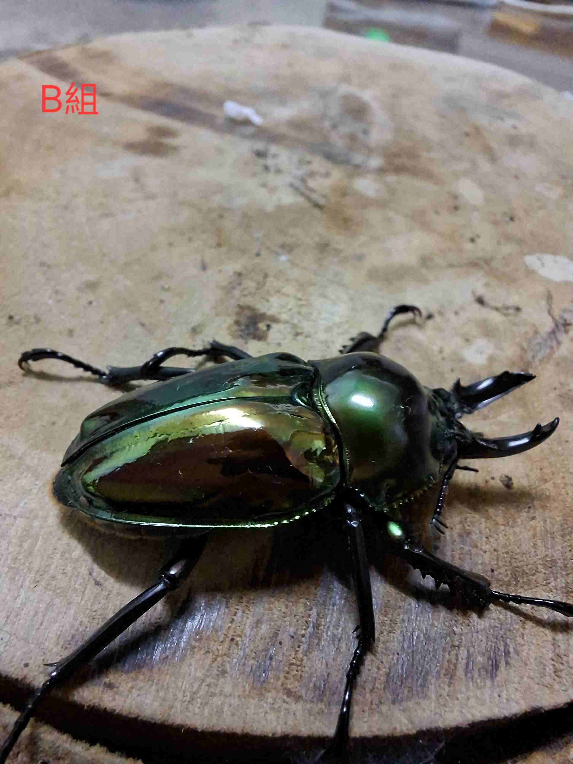 按此在新視窗瀏覽圖片