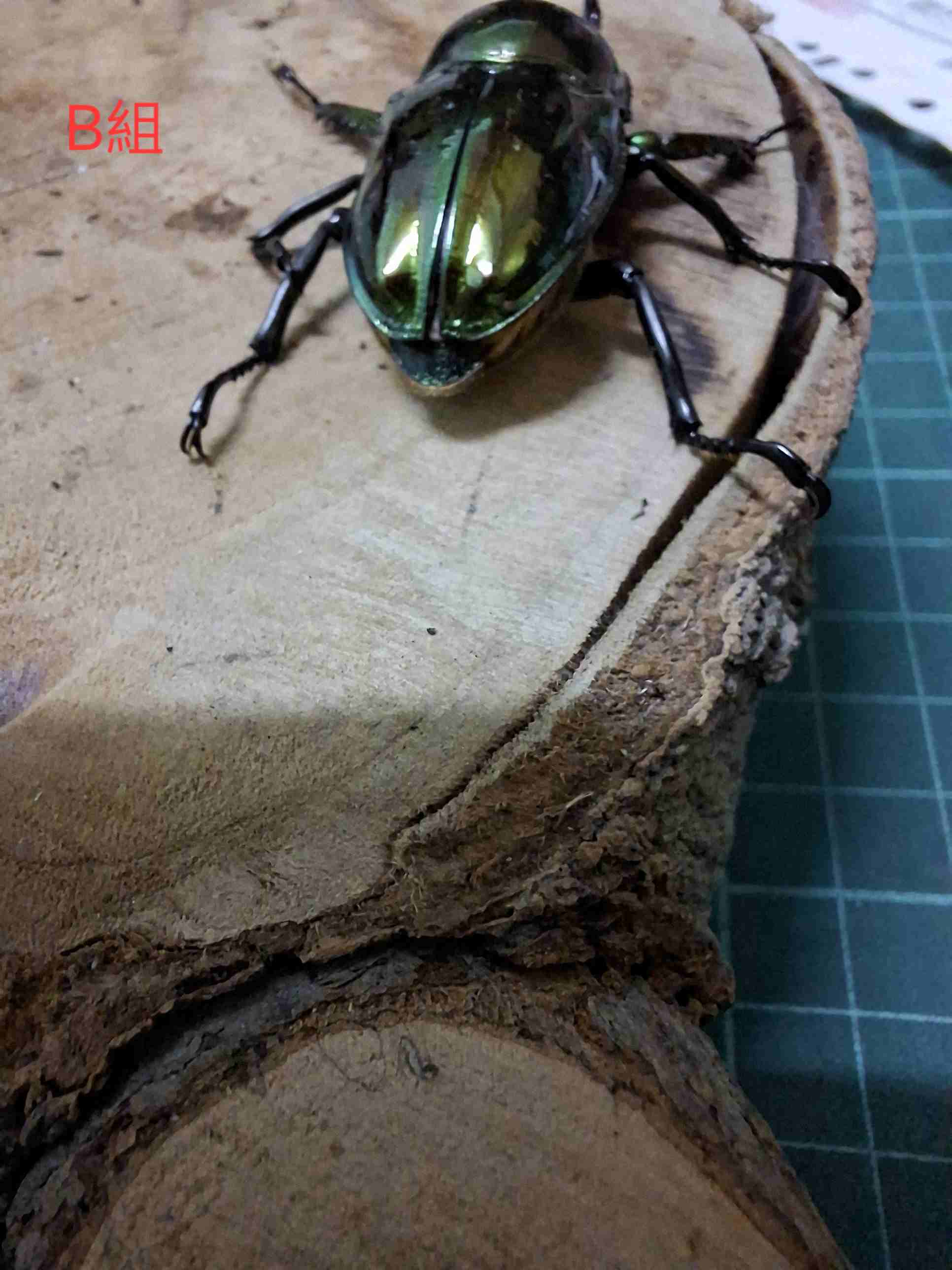 按此在新視窗瀏覽圖片