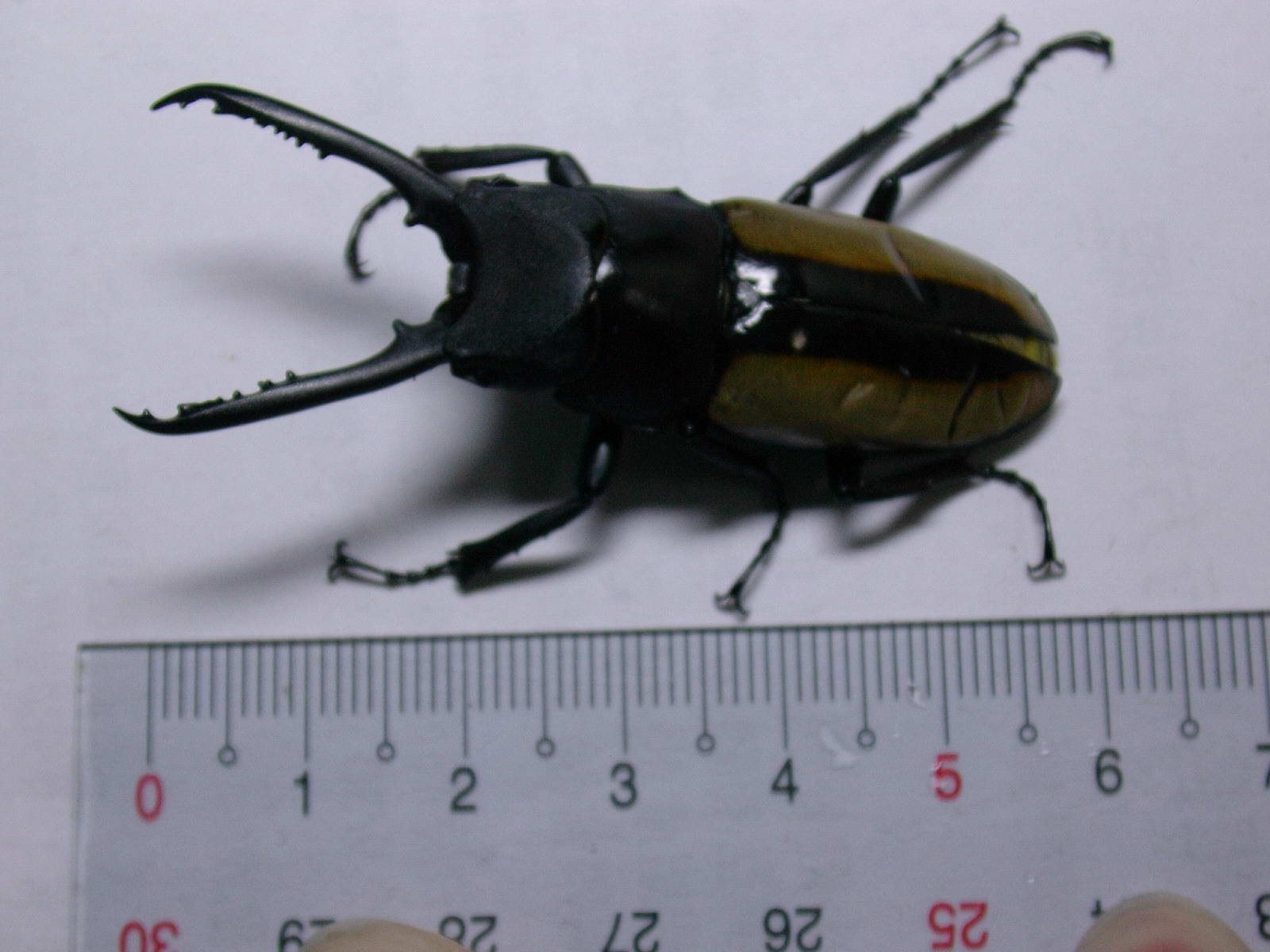 按此在新視窗瀏覽圖片