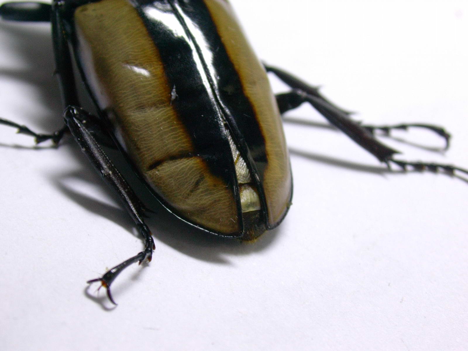 按此在新視窗瀏覽圖片