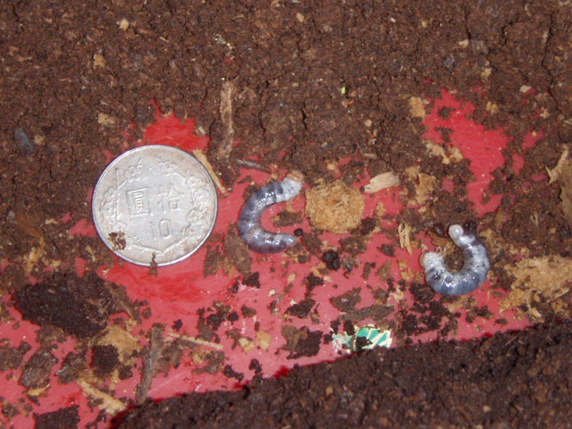 按此在新視窗瀏覽圖片