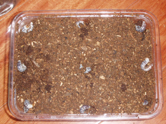 按此在新視窗瀏覽圖片