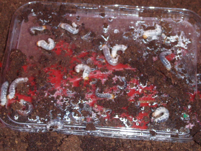 按此在新視窗瀏覽圖片