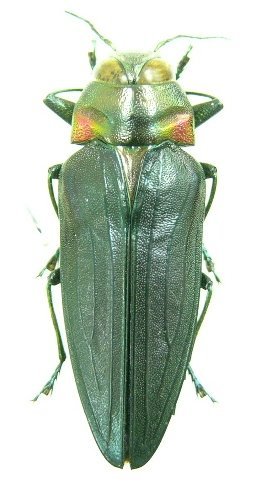 «ö¦¹¦b·sµøµ¡ÂsÄý¹Ï¤ù