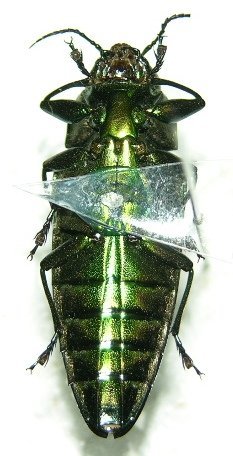 «ö¦¹¦b·sµøµ¡ÂsÄý¹Ï¤ù