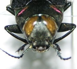 «ö¦¹¦b·sµøµ¡ÂsÄý¹Ï¤ù