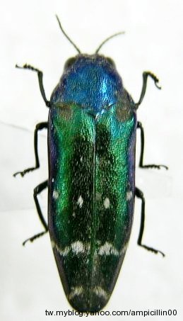 «ö¦¹¦b·sµøµ¡ÂsÄý¹Ï¤ù