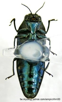 «ö¦¹¦b·sµøµ¡ÂsÄý¹Ï¤ù