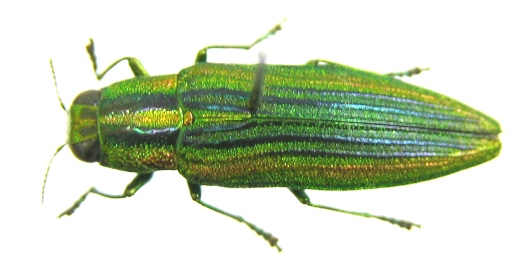 «ö¦¹¦b·sµøµ¡ÂsÄý¹Ï¤ù