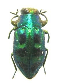 «ö¦¹¦b·sµøµ¡ÂsÄý¹Ï¤ù