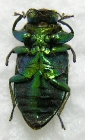 «ö¦¹¦b·sµøµ¡ÂsÄý¹Ï¤ù