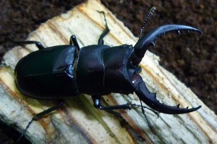 按此在新視窗瀏覽圖片