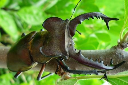 按此在新視窗瀏覽圖片