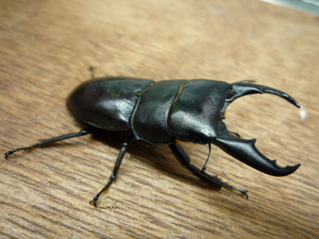 按此在新視窗瀏覽圖片