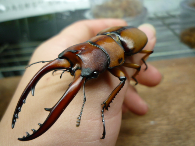 按此在新視窗瀏覽圖片