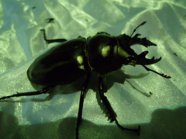 按此在新視窗瀏覽圖片