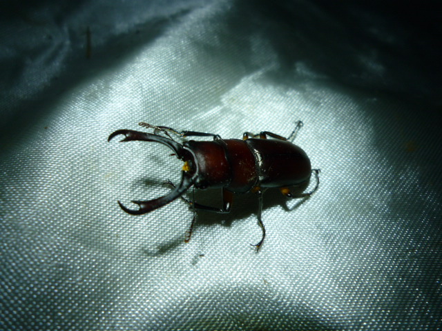 按此在新視窗瀏覽圖片