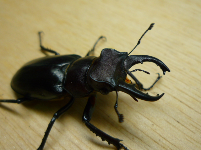 按此在新視窗瀏覽圖片