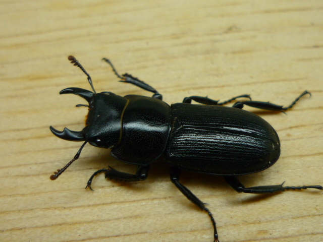 按此在新視窗瀏覽圖片