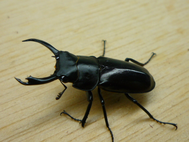 按此在新視窗瀏覽圖片