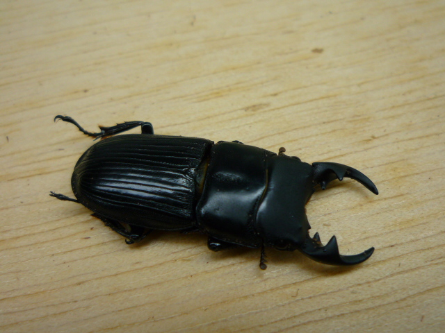 按此在新視窗瀏覽圖片