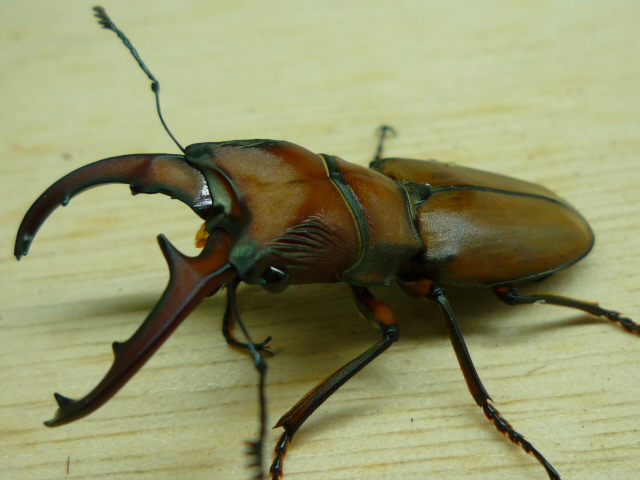 按此在新視窗瀏覽圖片