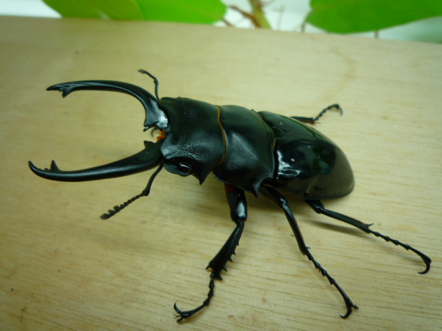 按此在新視窗瀏覽圖片