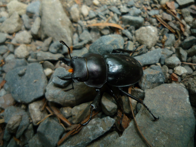 按此在新視窗瀏覽圖片