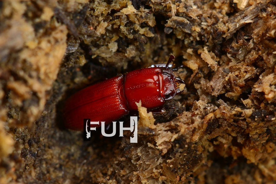 «ö¦¹¦b·sµøµ¡ÂsÄý¹Ï¤ù