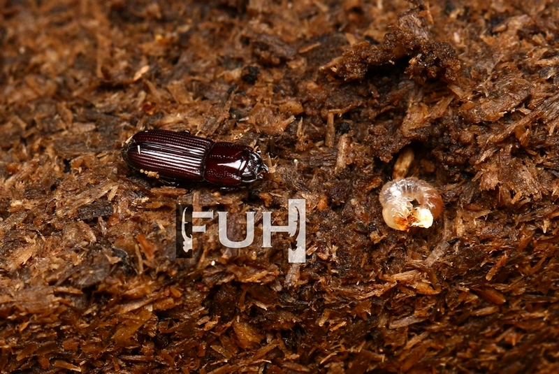 «ö¦¹¦b·sµøµ¡ÂsÄý¹Ï¤ù