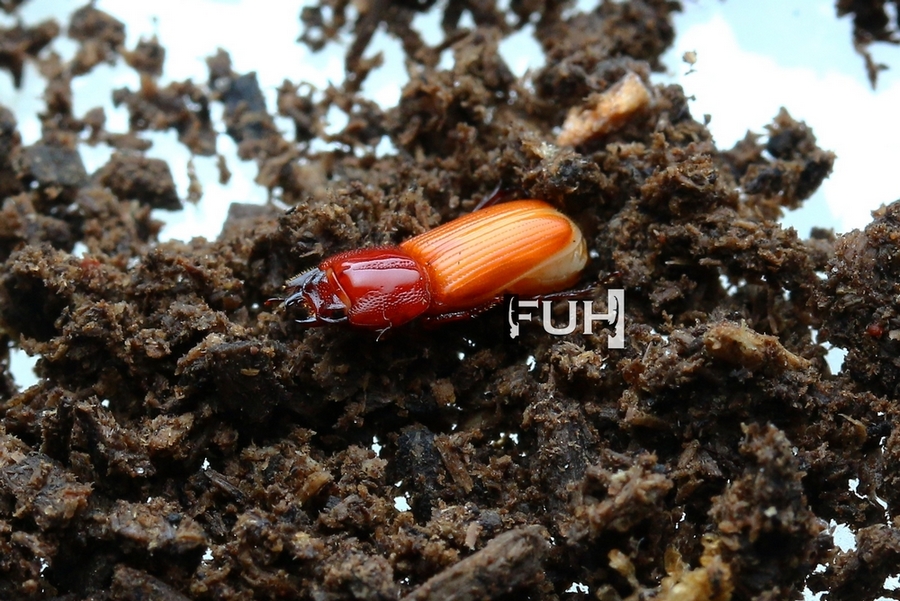 «ö¦¹¦b·sµøµ¡ÂsÄý¹Ï¤ù