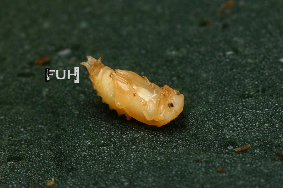 «ö¦¹¦b·sµøµ¡ÂsÄý¹Ï¤ù