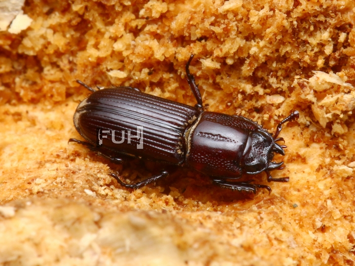 «ö¦¹¦b·sµøµ¡ÂsÄý¹Ï¤ù