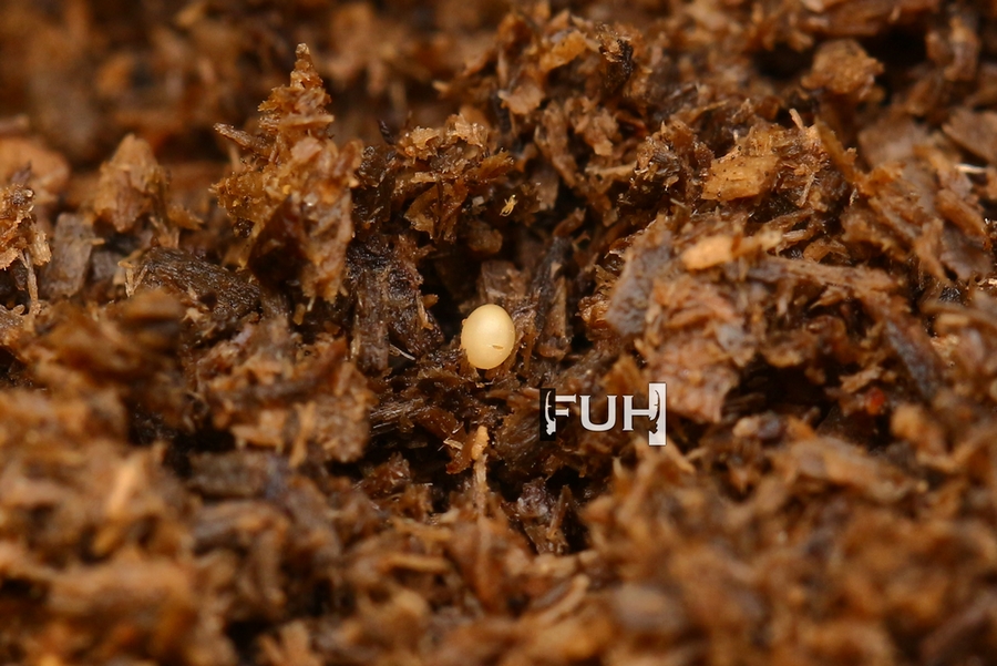 «ö¦¹¦b·sµøµ¡ÂsÄý¹Ï¤ù