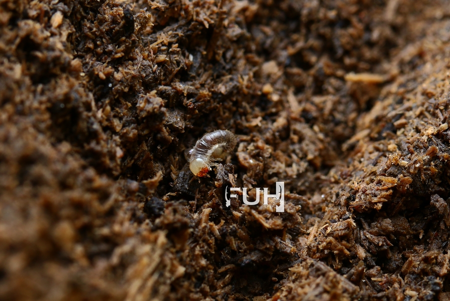 «ö¦¹¦b·sµøµ¡ÂsÄý¹Ï¤ù