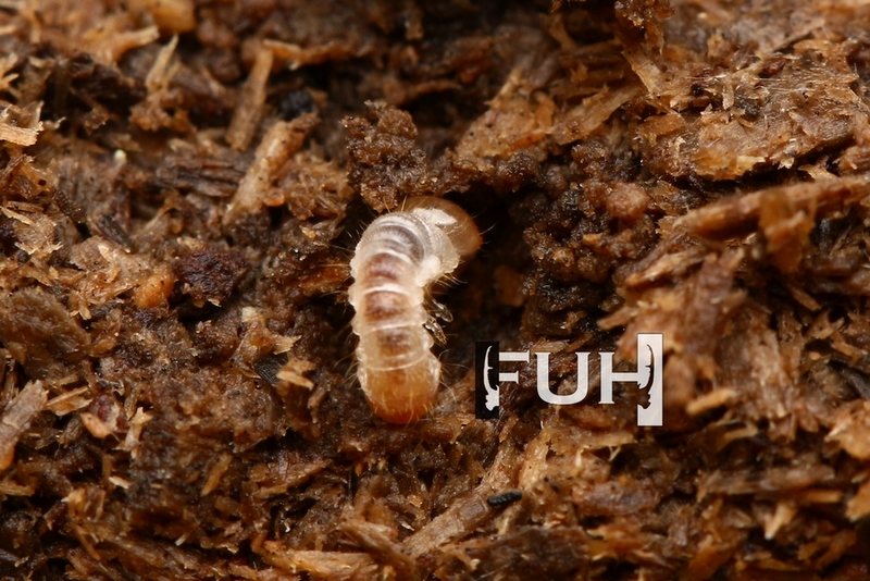 «ö¦¹¦b·sµøµ¡ÂsÄý¹Ï¤ù